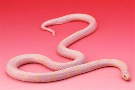 嬰兒改名免費 蛇的顏色